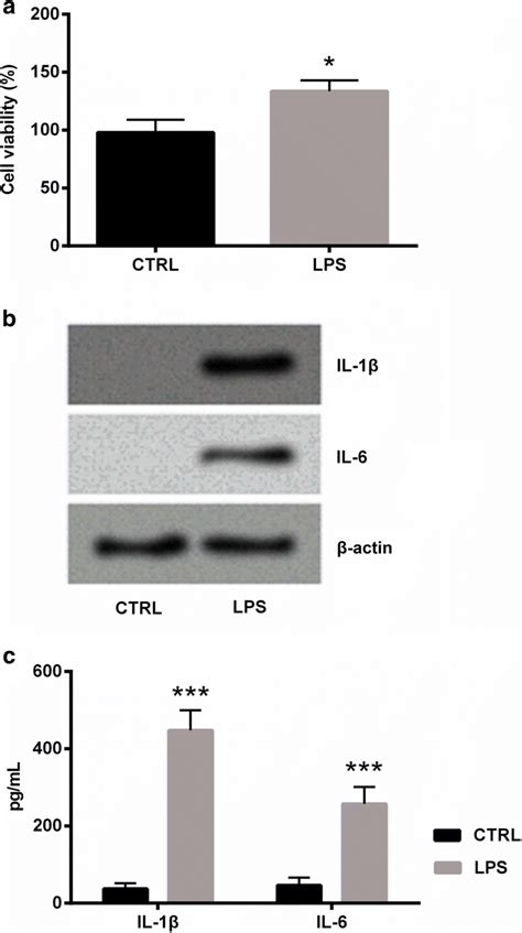 Exploring LPs: The Role